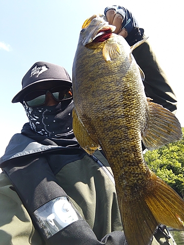 スモールマウスバスの釣果