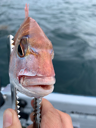 釣果