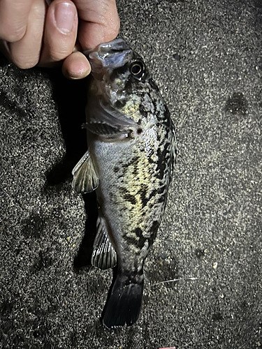 クロソイの釣果