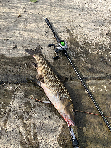 ニゴイの釣果