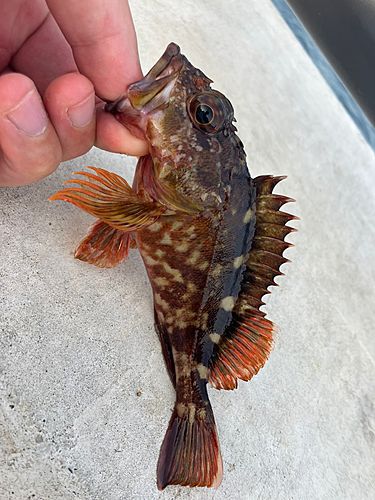 カサゴの釣果