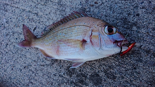 チャリコの釣果