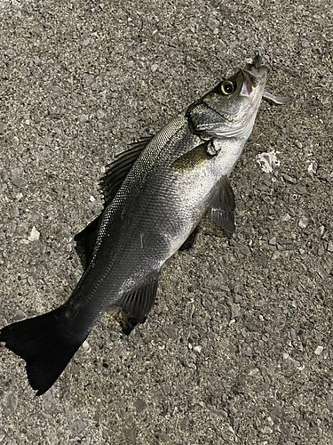 セイゴ（ヒラスズキ）の釣果