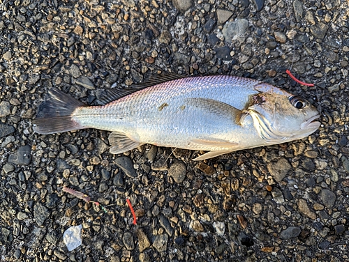 イシモチの釣果