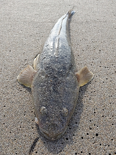 マゴチの釣果