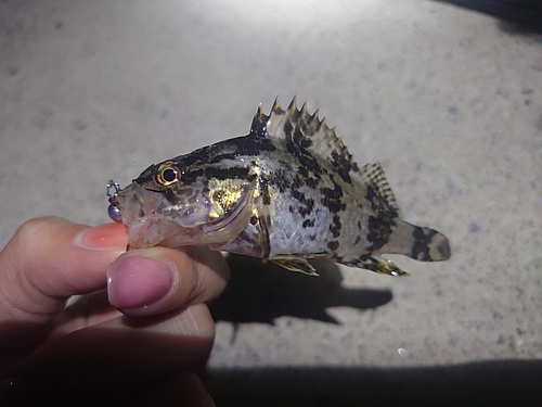 タケノコメバルの釣果