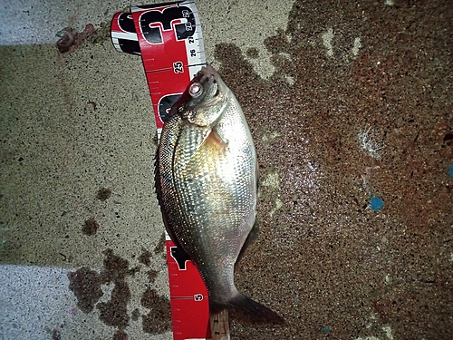 マタナゴの釣果