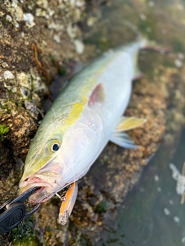 ヤズの釣果