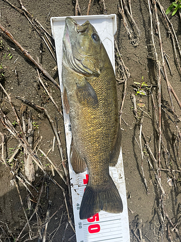 スモールマウスバスの釣果