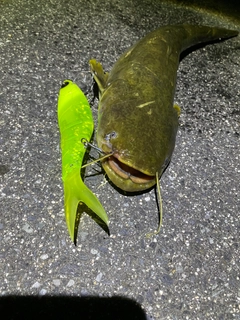 ナマズの釣果