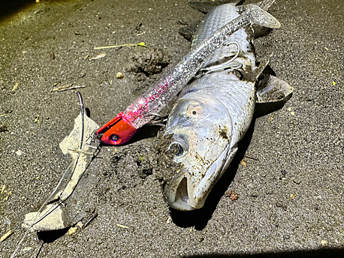 ボラの釣果