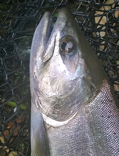 サクラマスの釣果