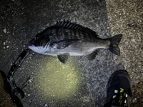 チヌの釣果