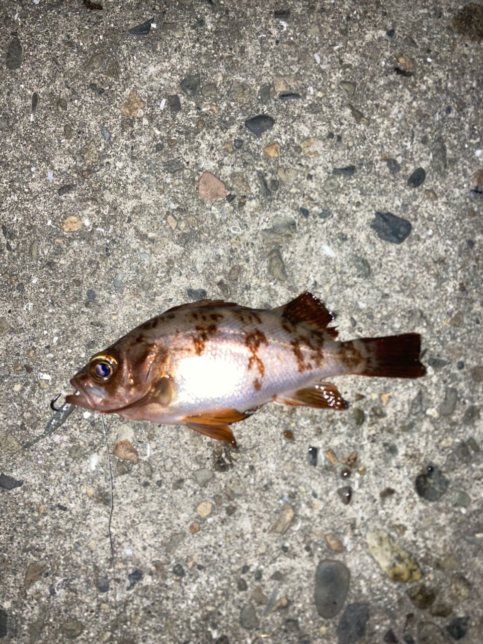 シロメバル