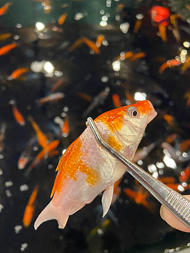 キンギョの釣果