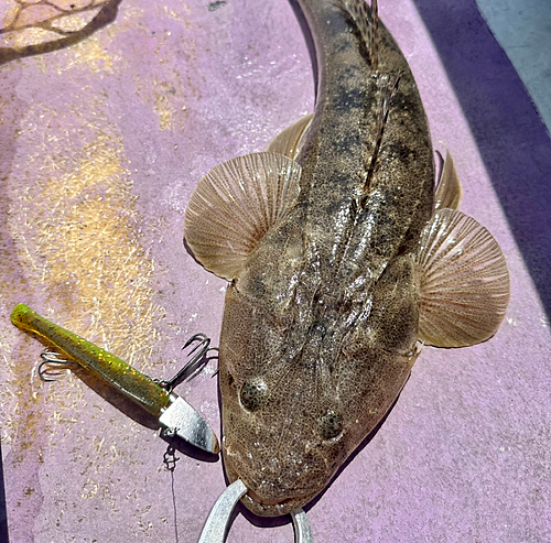 マゴチの釣果