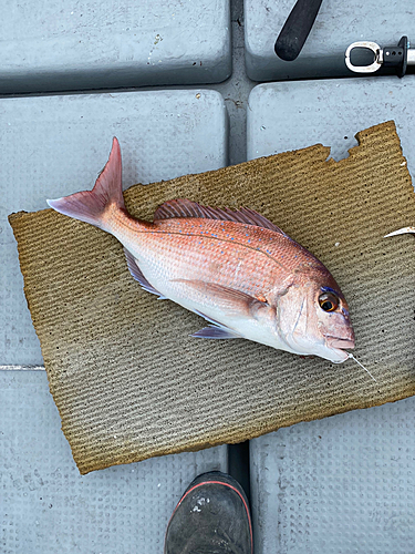 タイの釣果