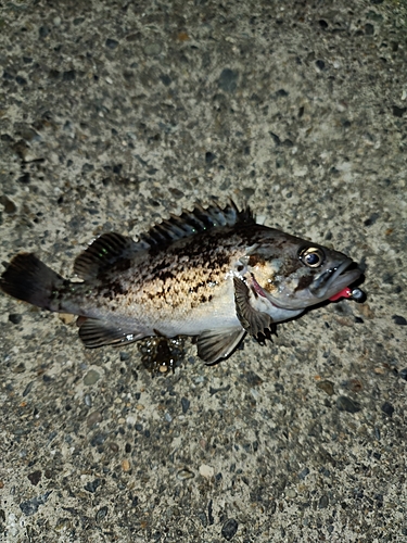 クロソイの釣果