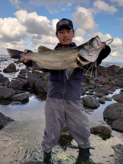 ヒラスズキの釣果