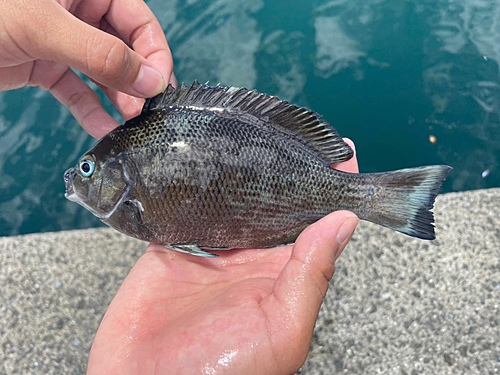 メジナの釣果