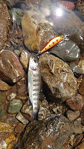アマゴの釣果