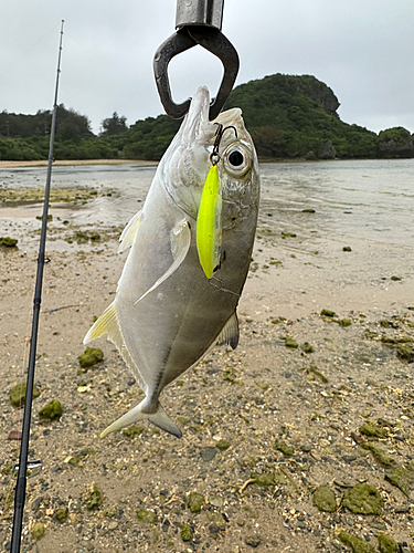 メッキの釣果