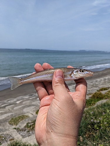 シロギスの釣果