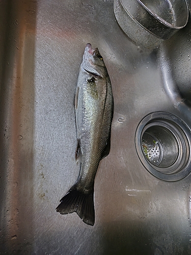 スズキの釣果