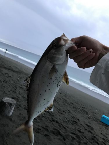 カンパチの釣果