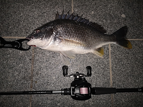 チヌの釣果