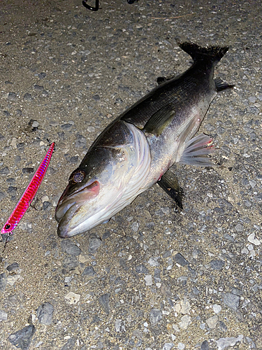 シーバスの釣果