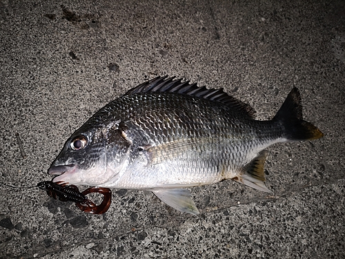 チヌの釣果