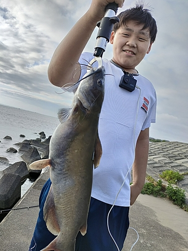 アメリカナマズの釣果