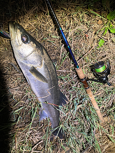 スズキの釣果