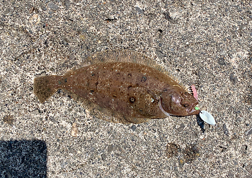 カレイの釣果