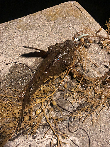 オニオコゼの釣果