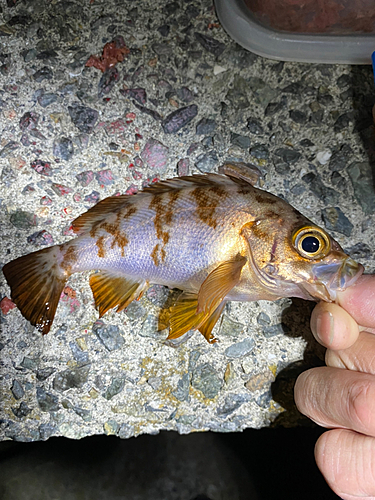 メバルの釣果