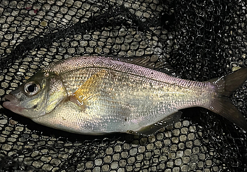 ウミタナゴの釣果