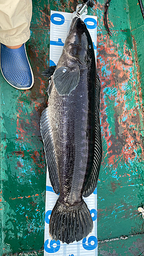 チャドーの釣果