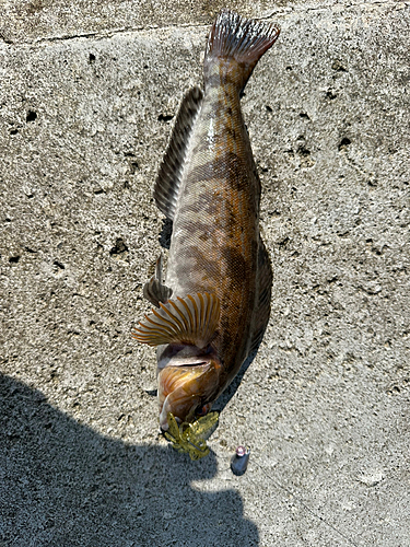 アイナメの釣果