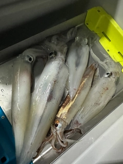 ケンサキイカの釣果