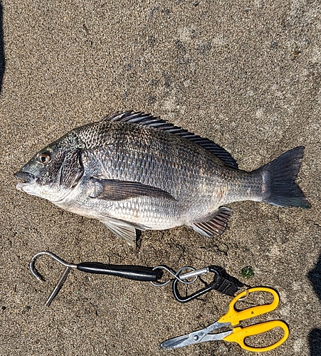 クロダイの釣果