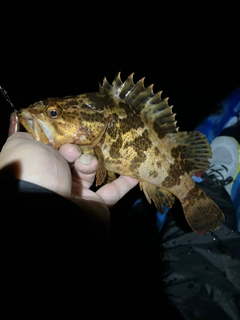 タケノコメバルの釣果