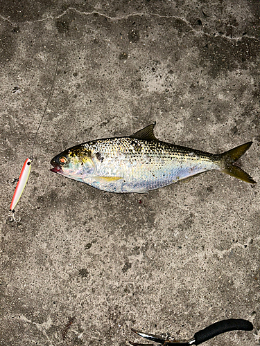 コノシロの釣果