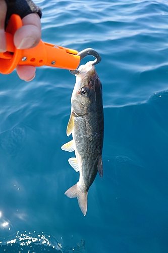 ウグイの釣果