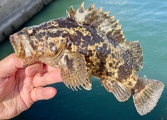 タケノコメバルの釣果