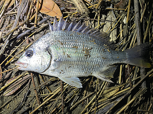 キビレの釣果