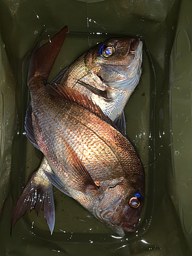 マダイの釣果