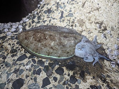 コウイカの釣果