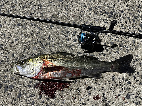 シーバスの釣果